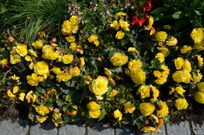 Begonię bulwiastą możemy uprawiać w ogrodzie, ale tylko sezonowo.