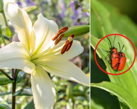 Czerwone robaki na liliach. Co to jest i jak zwalczyć?