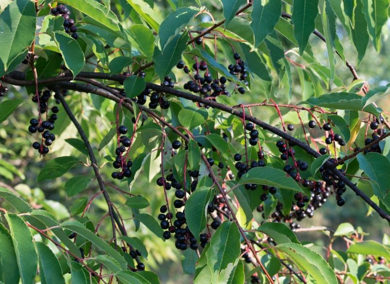 Jak jeść owoce czeremchy?