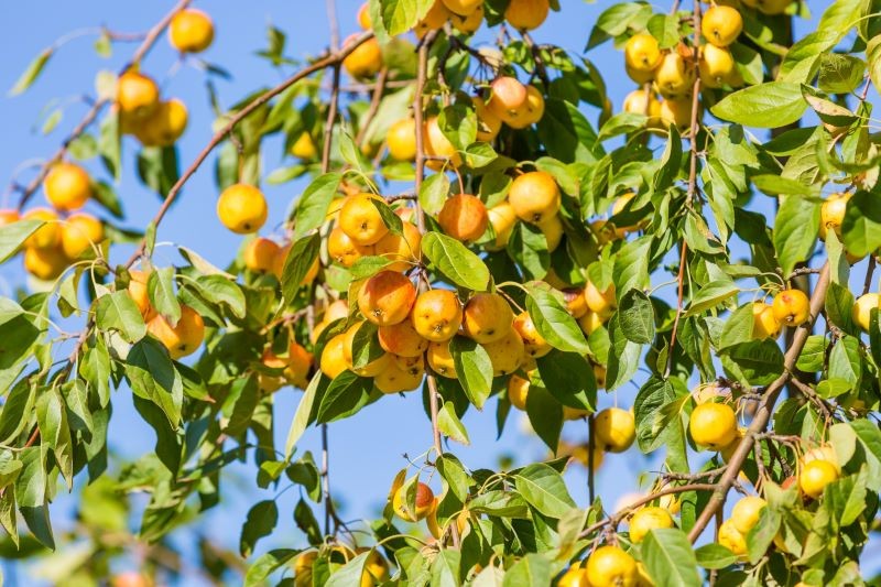 Na jaką starą odmianę jabłoni warto się zdecydować?