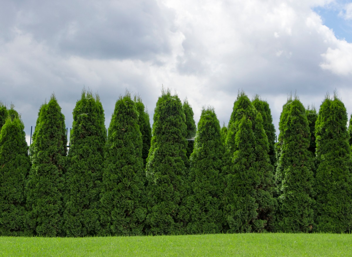 żywopłot z tuj
