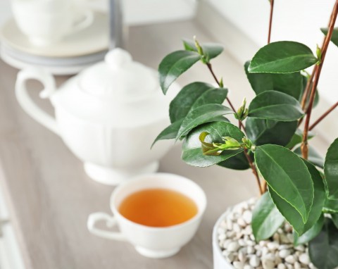 Zapas świeżej herbaty prosto z domowego parapetu. Poznaj zasady uprawy