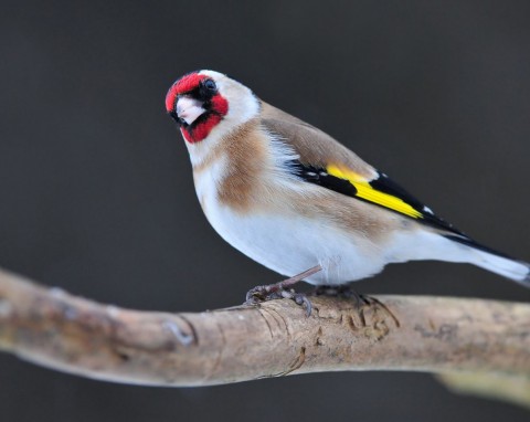 Szczygieł z chęcią przyleci do karmnika. Wystarczy wsypać nietypowe ziarno