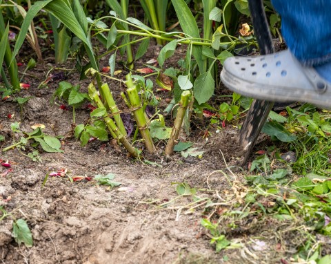 Kiedy wykopać dalie? Dobrze przygotuj je do zimy, a żadna bulwa nie zgnije