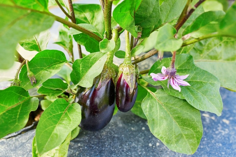 jak uprawiać bakłażany
