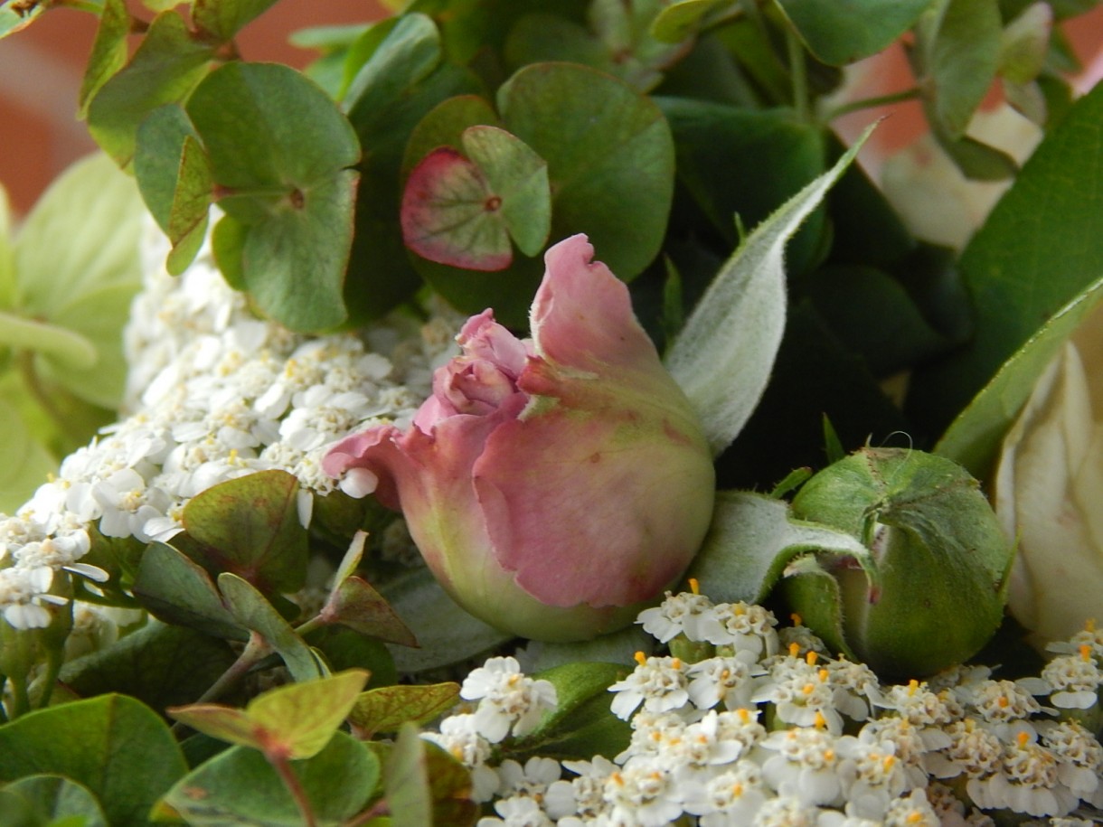 Ogród, " SWEET GARDEN "