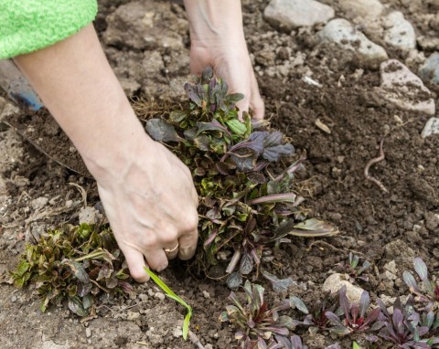 Każdy ogrodnik wie, że jesienią trzeba to zrobić. Wiosną cała energia roślin skumuluje się w kwiatach