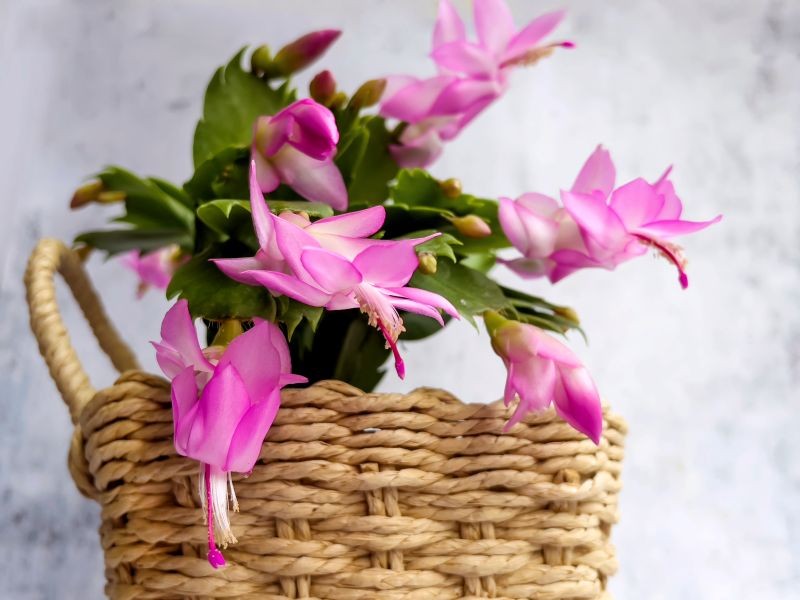 Okresy ciemności pobudzają grudnika do kwitnienia.