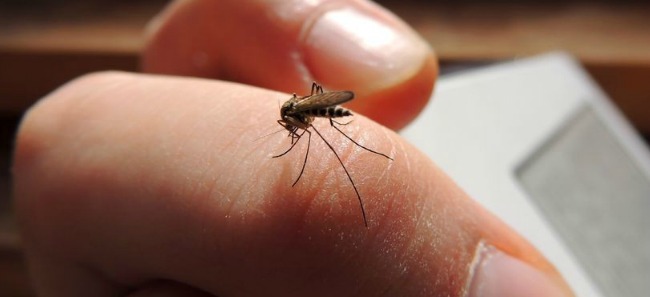 Domowe sposoby na ślady po ugryzieniu komara