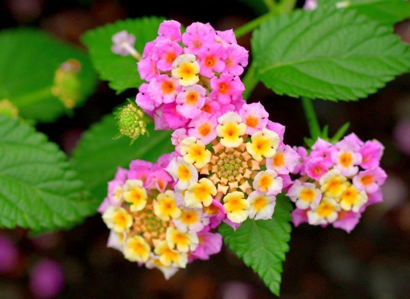 Lantana kwitnie długo i obficie.