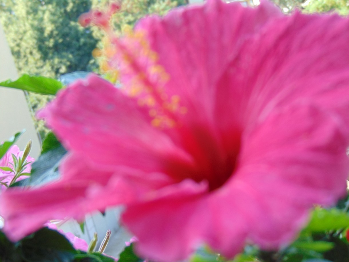 Rośliny, Pełnia lata ............... - ............i hibiskus...............