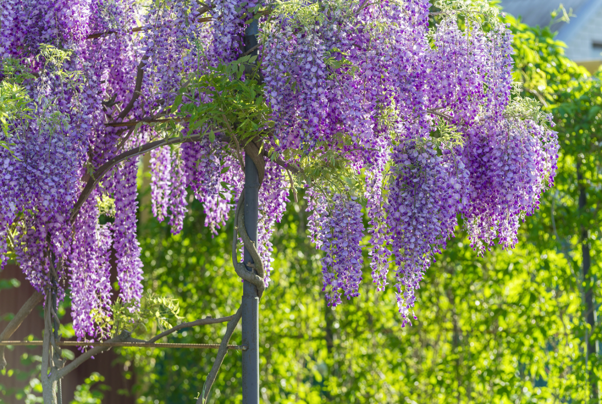 Rośliny, Kwitnące pnącza - Glicynia chińska, wisteria, słodlin (Wisteria sinensis) to pnącze o najpiękniejszych kwiatach, które mogą być w kolorach fioletowym, białym, różowym, lawendowym, a nawet niebieskim. Wije się wokół podpór, które muszą być bardzo solidne.

Fot.123RF.com