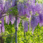 Rośliny, Kwitnące pnącza - Glicynia chińska, wisteria, słodlin (Wisteria sinensis) to pnącze o najpiękniejszych kwiatach, które mogą być w kolorach fioletowym, białym, różowym, lawendowym, a nawet niebieskim. Wije się wokół podpór, które muszą być bardzo solidne.

Fot.123RF.com