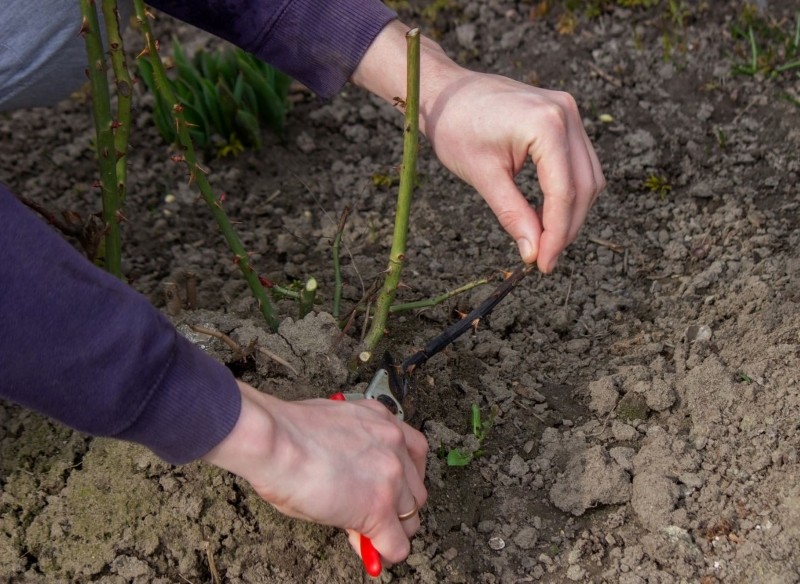 przycinanie róż na wiosnę