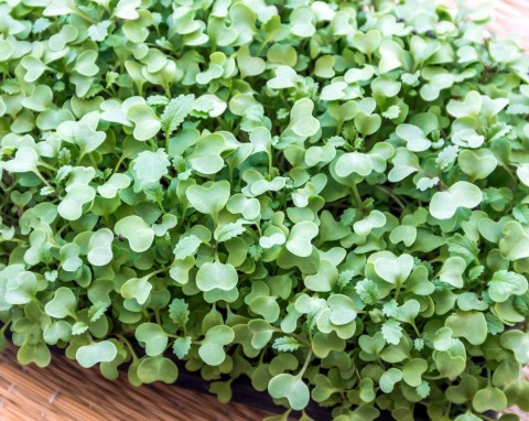 Uprawa superfoods na parapecie. Po 7 dniach masz zielone listki pełne zdrowia