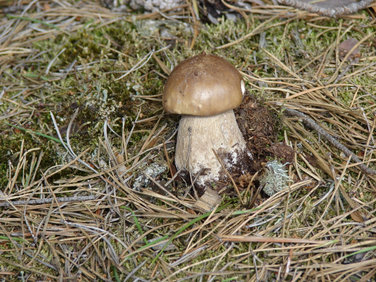 Pozostałe, jesienne widoczki w górach i nie tylko - musiał jeszcze zapozować, a był już w koszyczku, zabrakło czasu na aranżacje:)