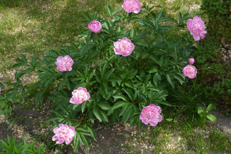 Chcesz, żeby piwonia obficie kwitła? Zadbaj o nią jesienią.