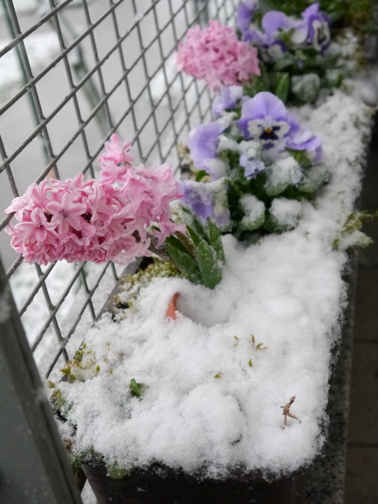 Balkon, Kapryśny kwiecień