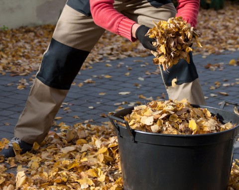 Czy liście w ogrodzie należy zbierać? To musisz wiedzieć