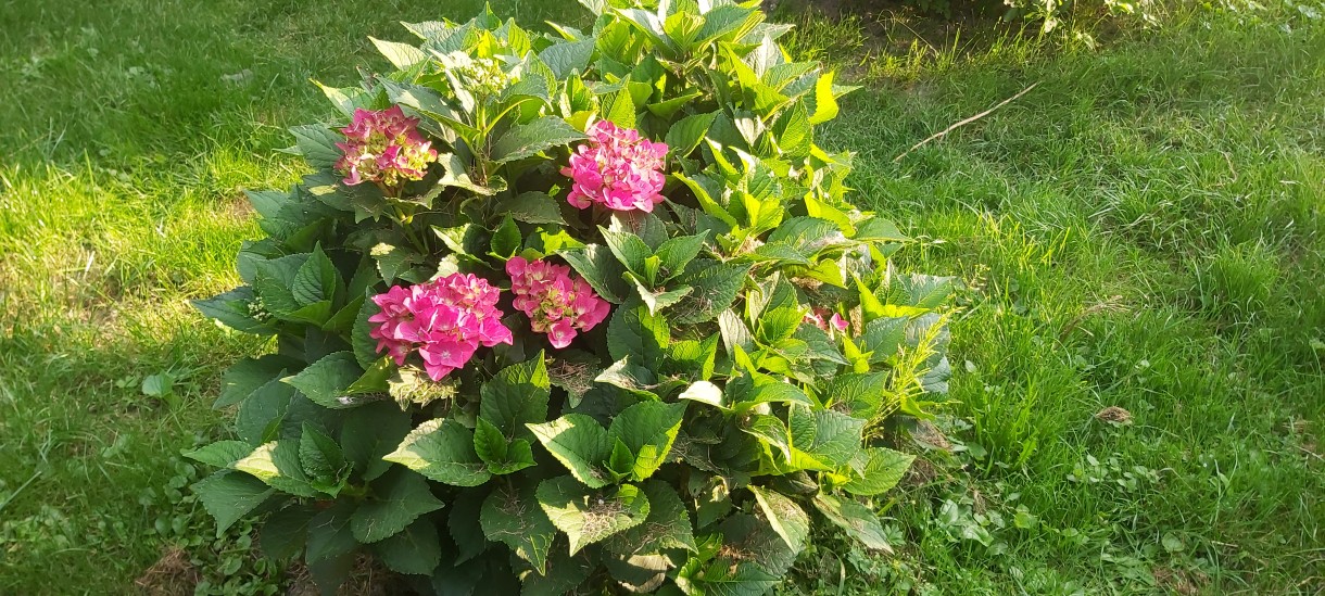 Ogród, W ogrodzie mojej mamy