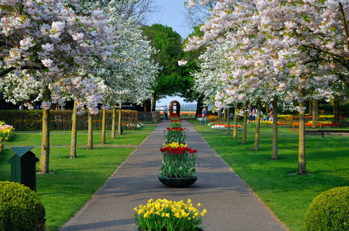 Pozostałe, TOP10 Kwitnących krzewów ogrodowych - MIGDAŁEK TRÓJKLAPOWY Prunus triloba