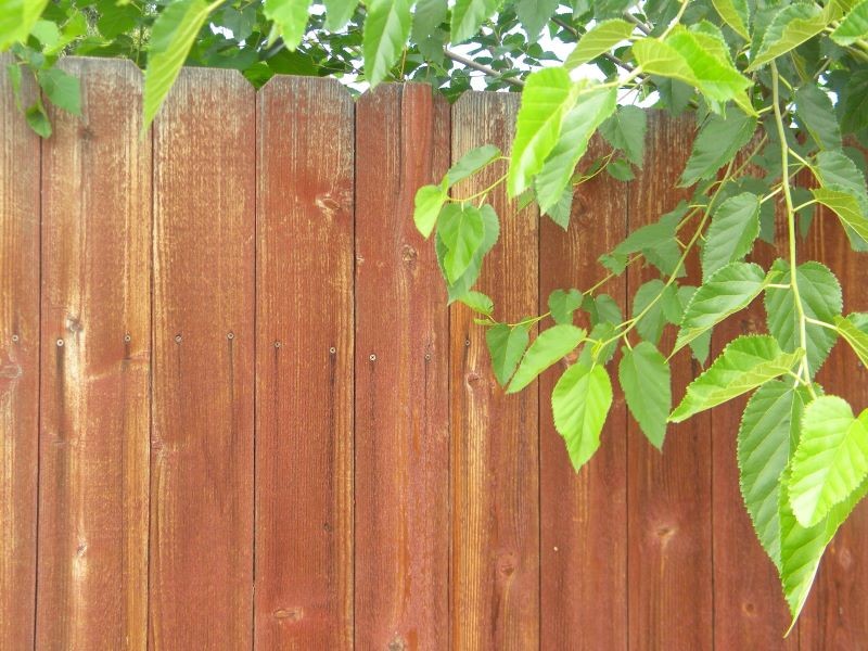 Czy można obciąć gałęzie na drzewie sąsiada?