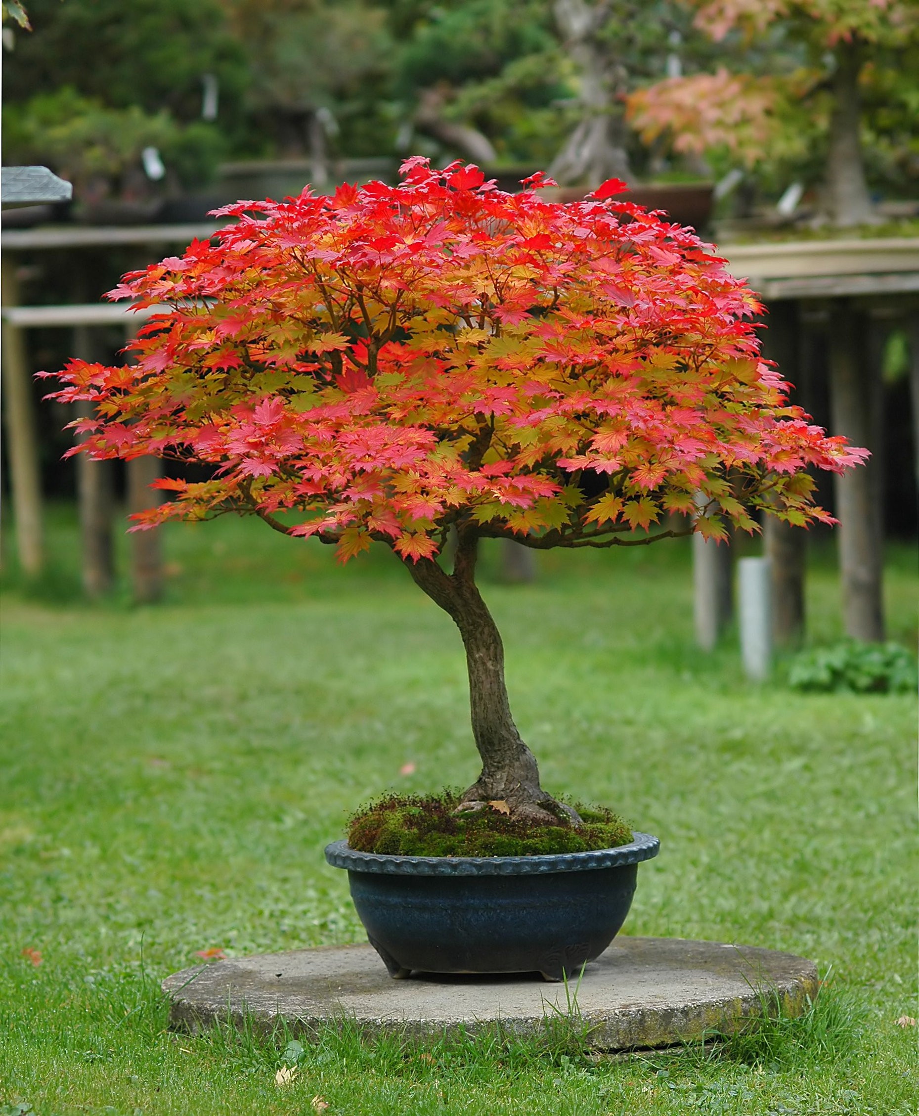 klo japonski bonsai