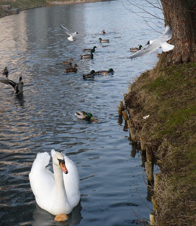 Pozostałe, Torebka , łabędzie i wiosna ......... - ...........i biały łabędź na stawie..............