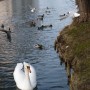 Pozostałe, Torebka , łabędzie i wiosna ......... - ...........i biały łabędź na stawie..............