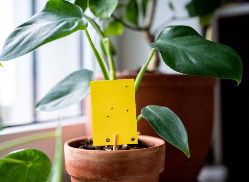 naturalny sposób na ziemiórki