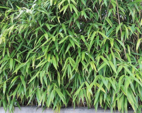 TOP 5 gatunków bambusa idealne do ogrodu i na taras