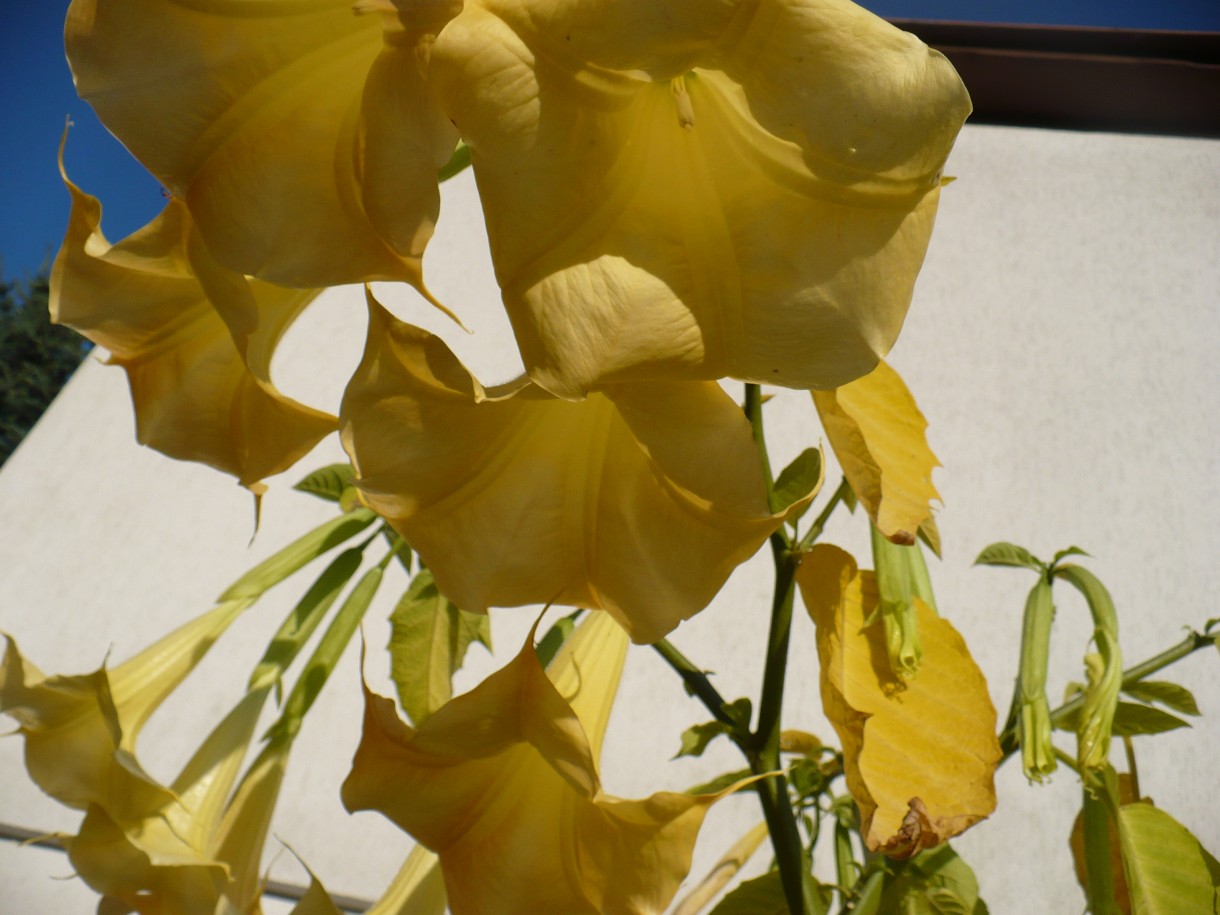 Pozostałe, Pażdziernikowa galeria z robótkami ........... - ............i datura............