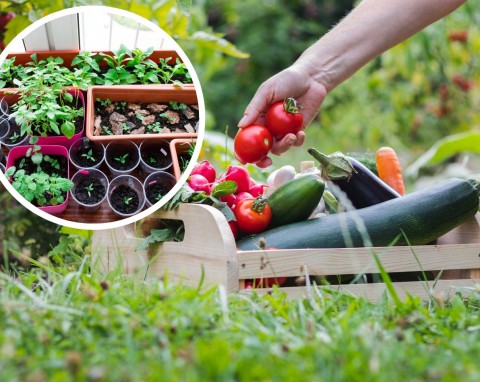 Jakich warzyw nie warto uprawiać z rozsady? Tych gatunków nie wysiewaj na parapecie