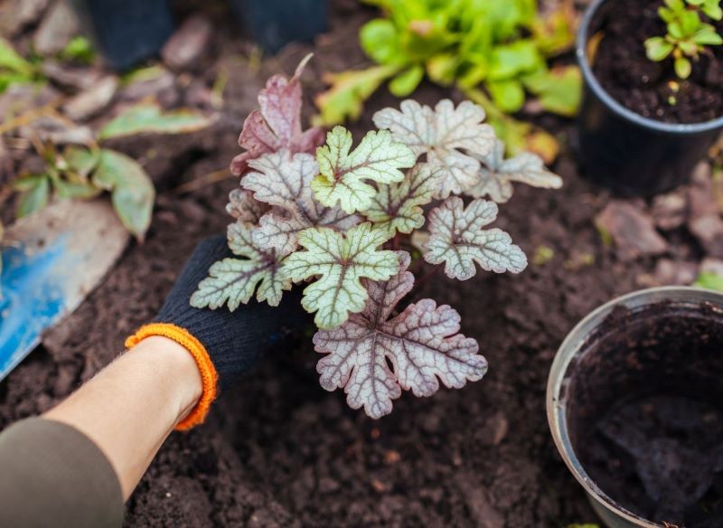 Gdzie sadzić żurawki? Najlepiej w półcieniu.