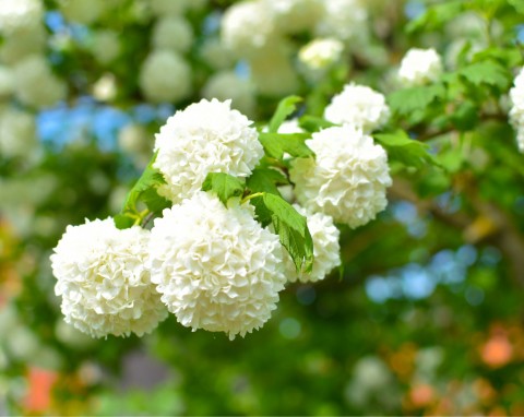 Kalina koralowa (Viburnum opulus)