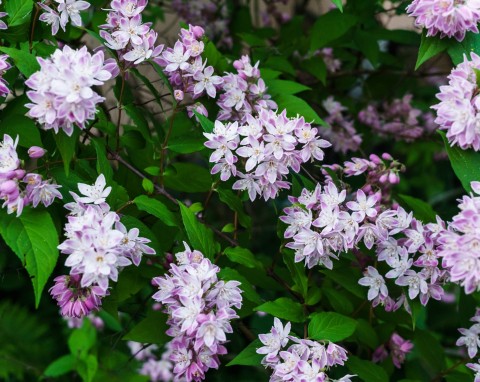 Żylistek różowy (Deutzia × rosea)