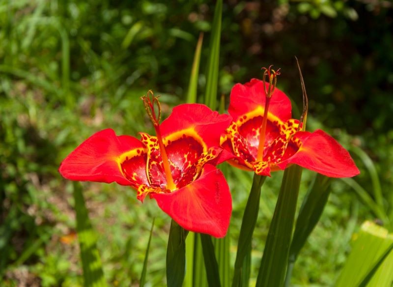 Tygrysówkę pawią przed zimą trzeba wykopać z ziemi.