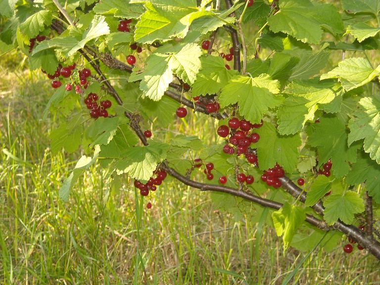 Pozostałe, Wiejskie klimaty czyli weekend na wsi...........