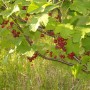 Pozostałe, Wiejskie klimaty czyli weekend na wsi...........