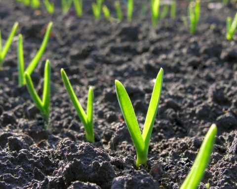 Czosnek zaczął kiełkować w połowie grudnia? Zobacz, jak uratować plon