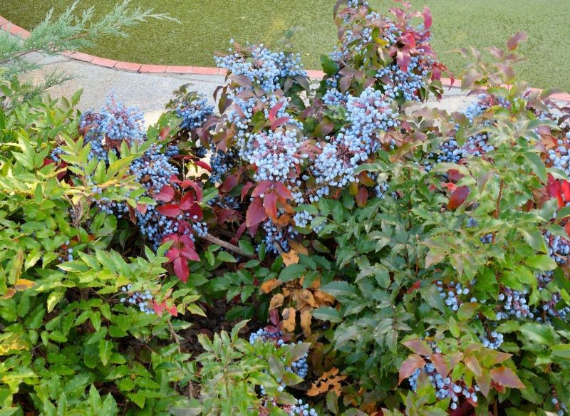 Owocami mahonii pospolitej chętnie posilają się ptaki.