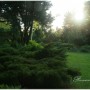 Pozostałe, Ogród o zachodzie słońca - :)
