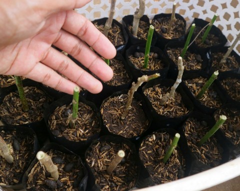 Rozmnażanie hortensji przez sadzonki zdrewniałe. Z kilku patyków będziesz mieć kolekcję do ogrodu