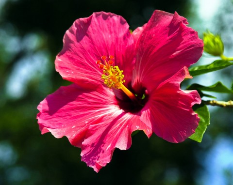 Z jego kwiatów zrobisz pyszną i zdrową herbatę. Jak uprawiać hibiskus w ogrodzie?
