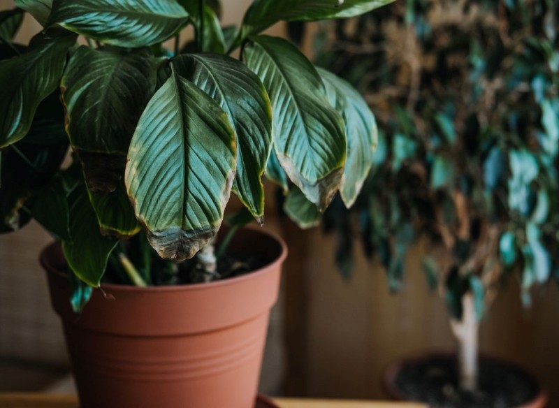 woda utleniona do roślin doniczkowych