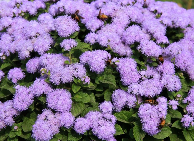 żeniszek meksykański