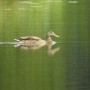 Leśne klimaty, ŚNIADANIE NA LEŚNEJ POLANIE