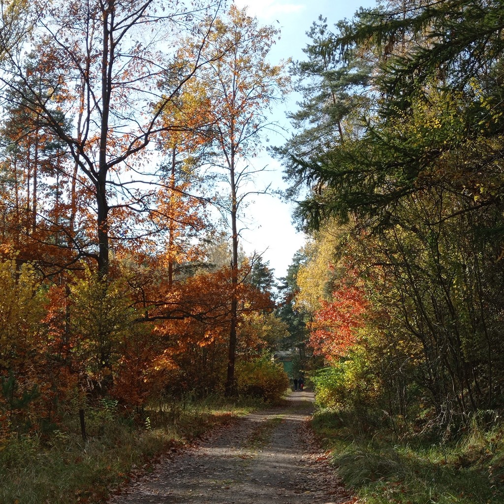 Leśne klimaty, Kolorowy październik