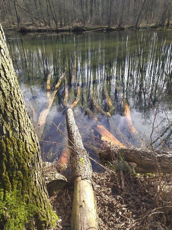 Leśne klimaty, Rezerwat Niebieskie Źródła