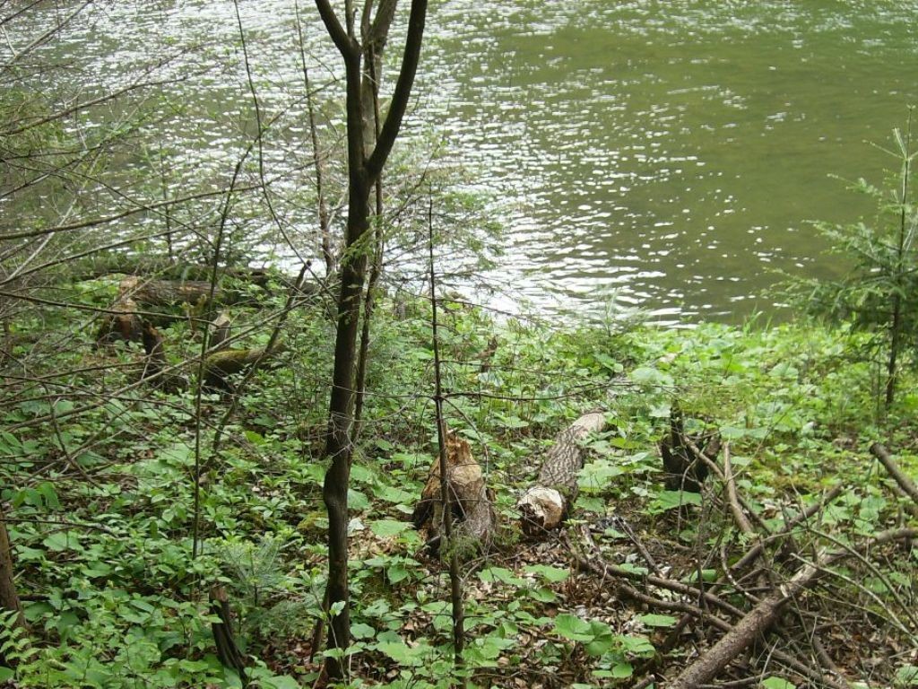 Podróże, DZIKA  FLORA  I  FAUNA  SZCZAWNICY - DZIKA NATURA